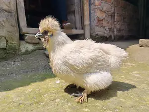 রানিং সিল্কির ফিমেল সেল হবে