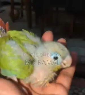 Conure Tame Size