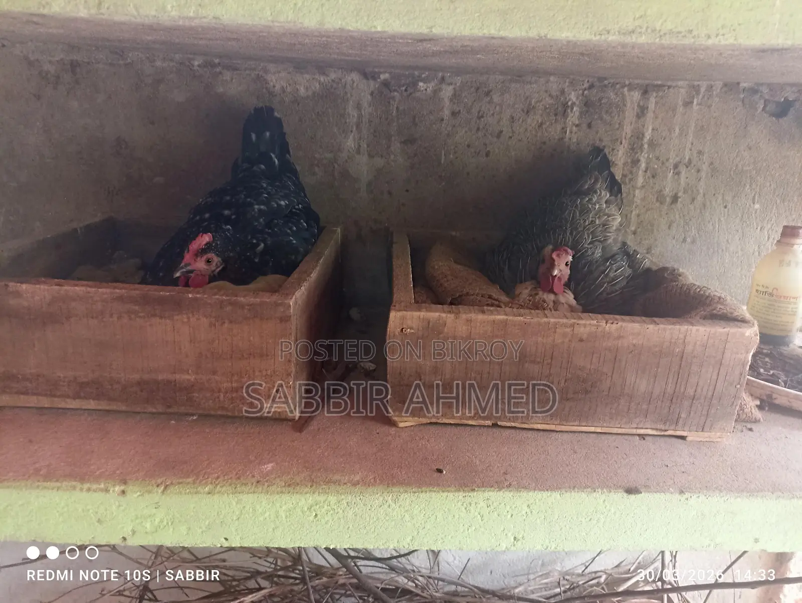 দেশি কুরছি মুরগী