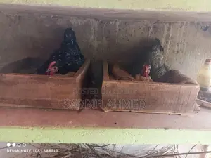 দেশি কুরছি মুরগী
