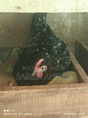 দেশি কুরছি মুরগী