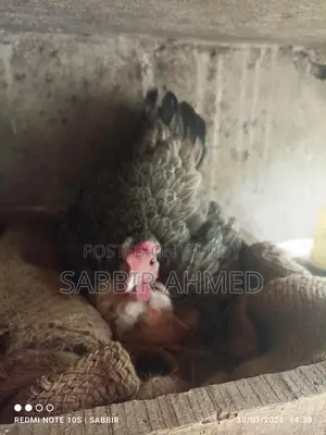 দেশি কুরছি মুরগী