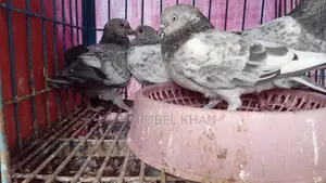 কবুতরের বাচ্চা