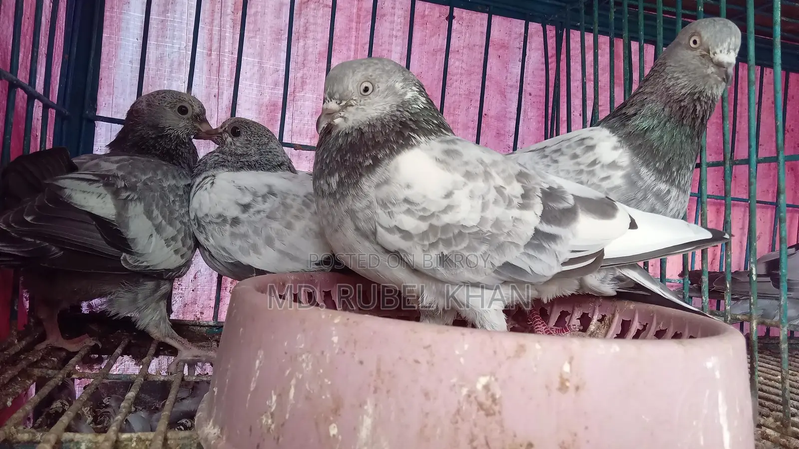 কবুতরের বাচ্চা