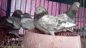 কবুতরের বাচ্চা