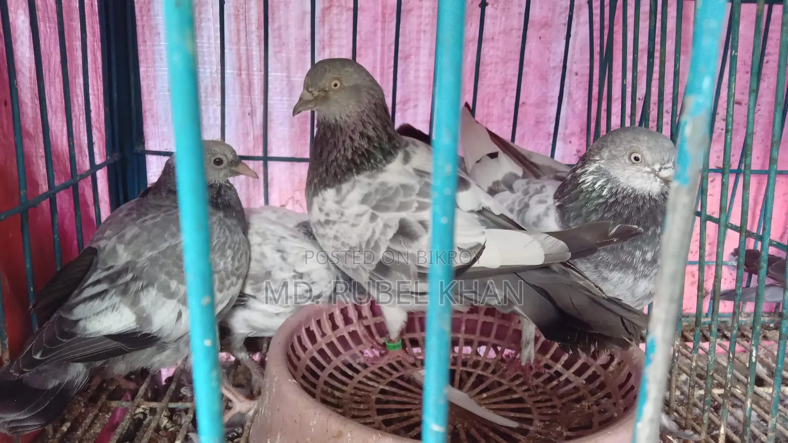 কবুতরের বাচ্চা