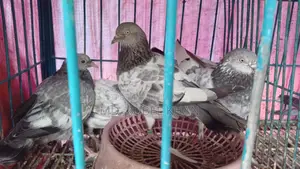 কবুতরের বাচ্চা