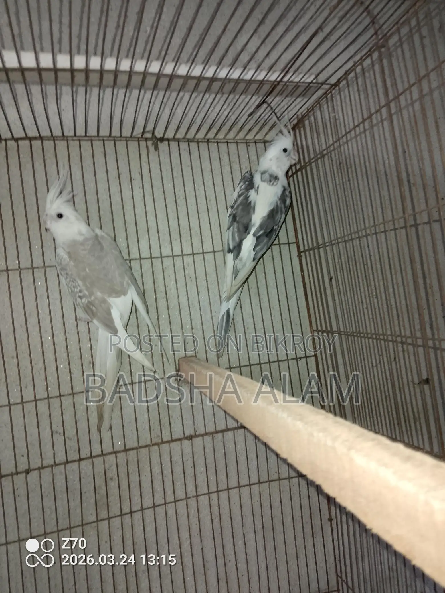 Cockatiel