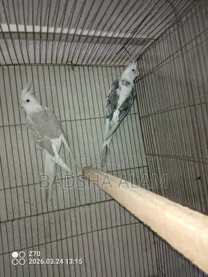 Cockatiel