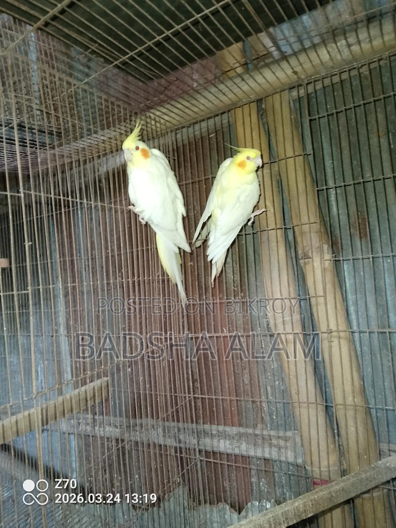 Cockatiel