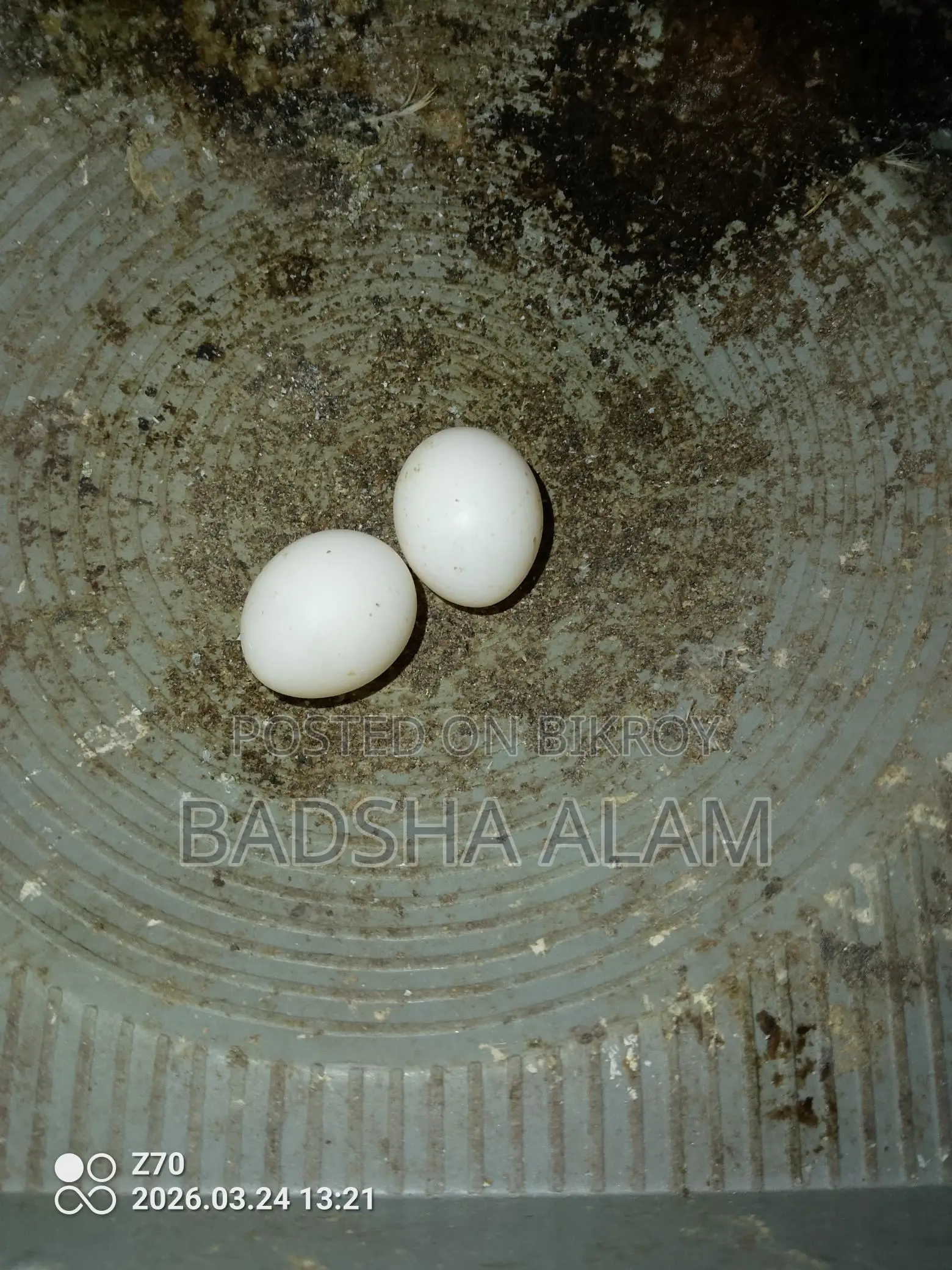 Cockatiel