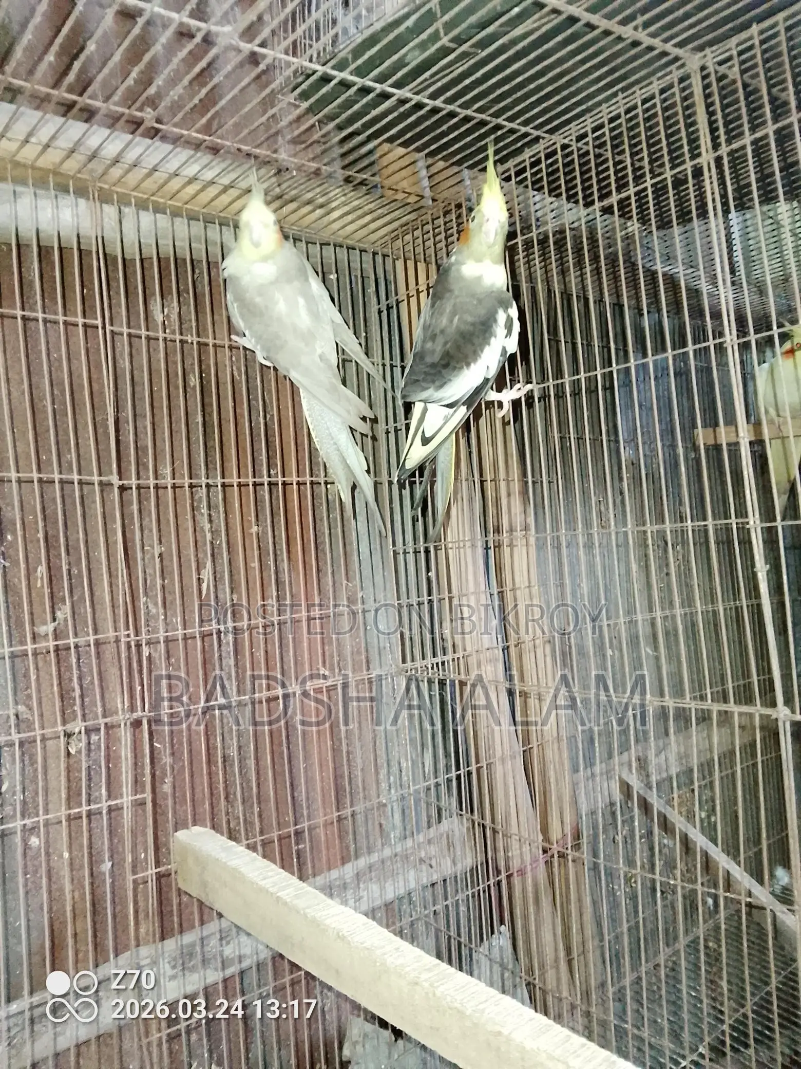 Cockatiel
