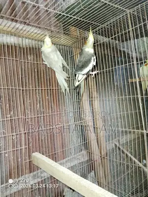 Cockatiel