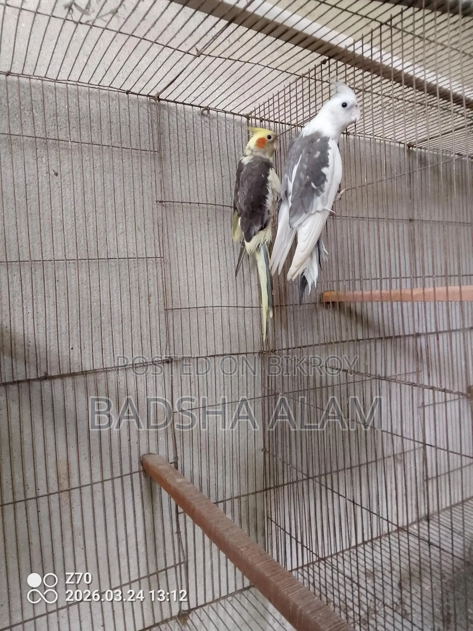 Cockatiel