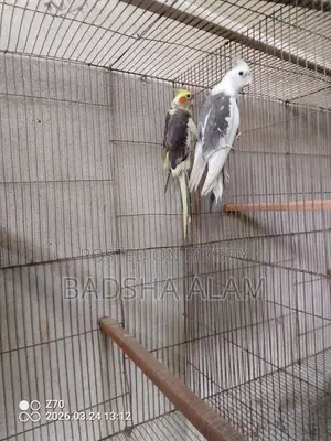 Cockatiel