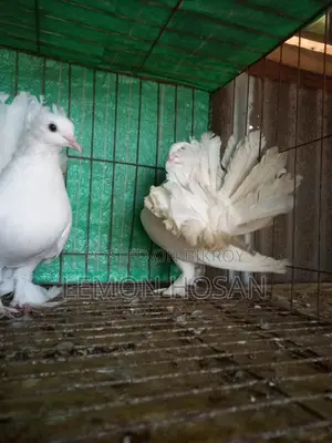 Two Female Pigeons for Sale
