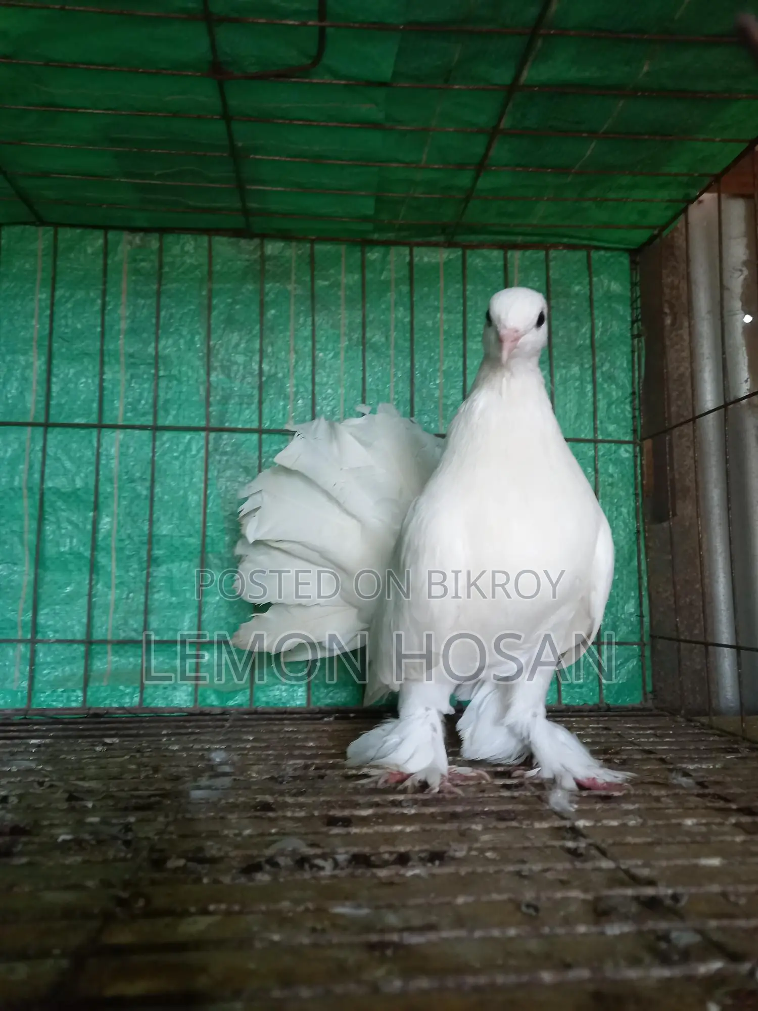 Two Female Pigeons for Sale