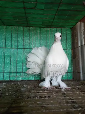 Two Female Pigeons for Sale