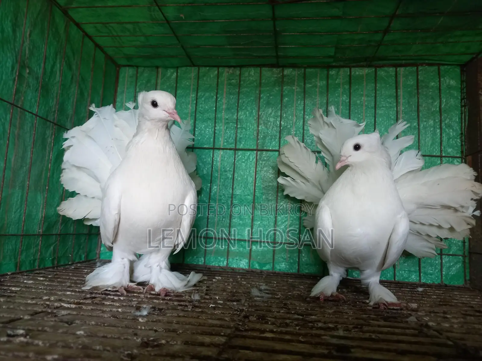 Two Female Pigeons for Sale