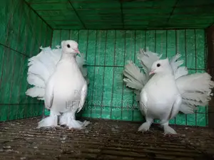 Two Female Pigeons for Sale