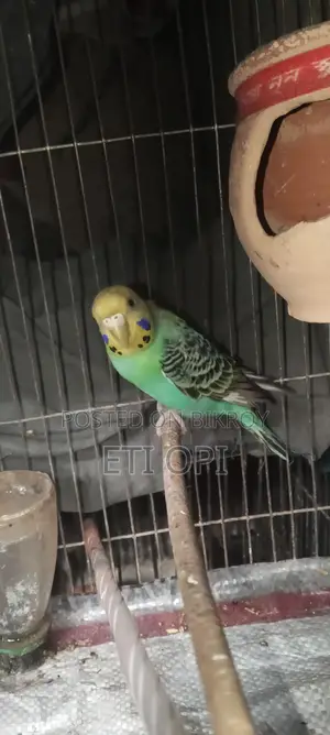 Female Budgie