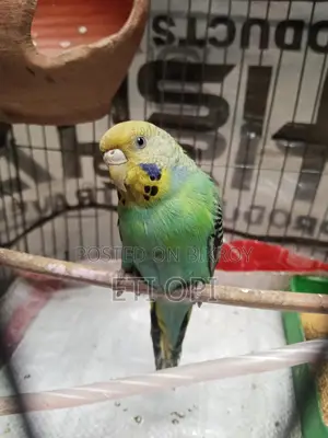 Female Budgie