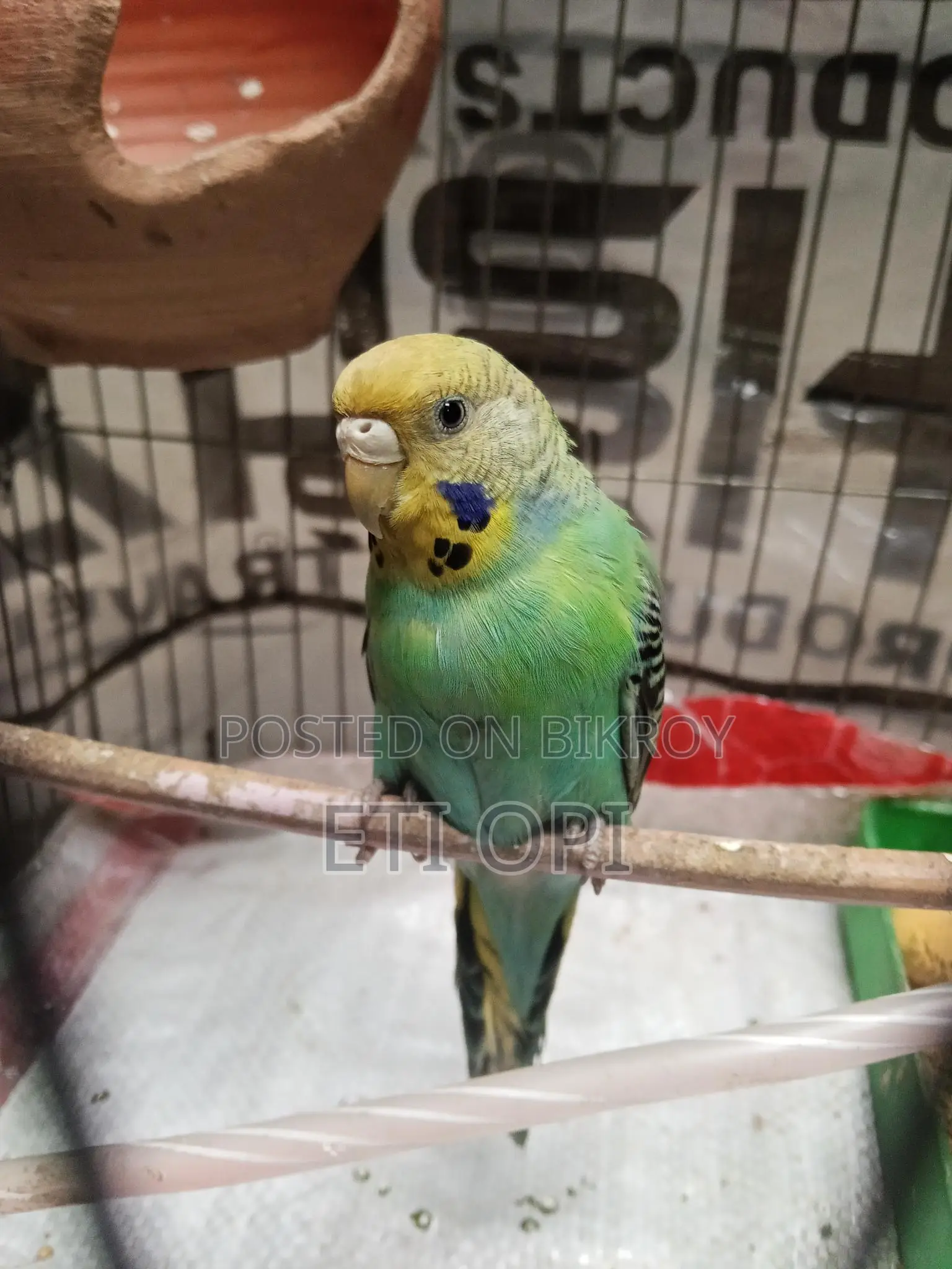 Female Budgie