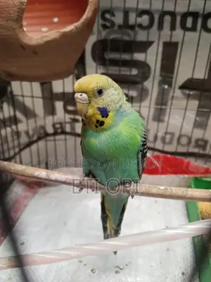 Female Budgie