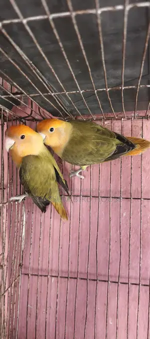 Love bird