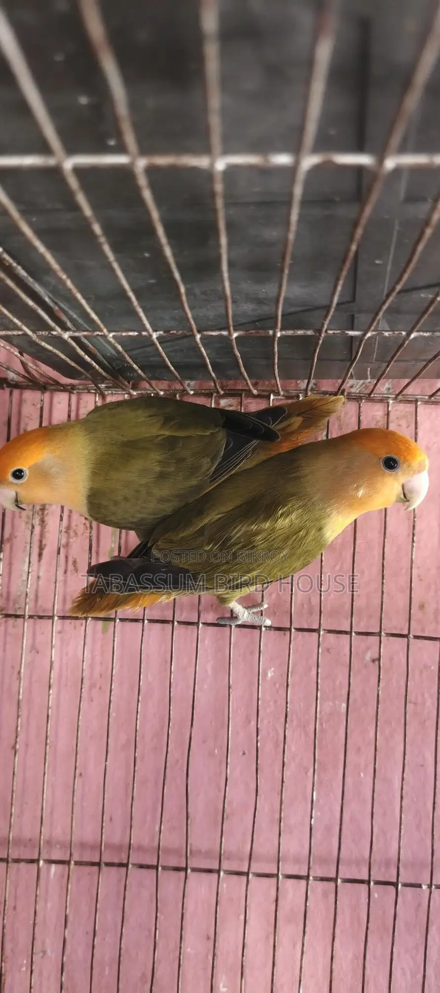 লাভ বার্ড