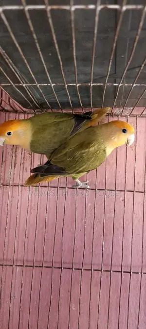 লাভ বার্ড