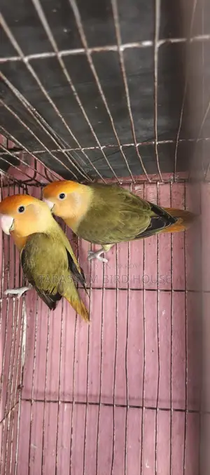 লাভ বার্ড