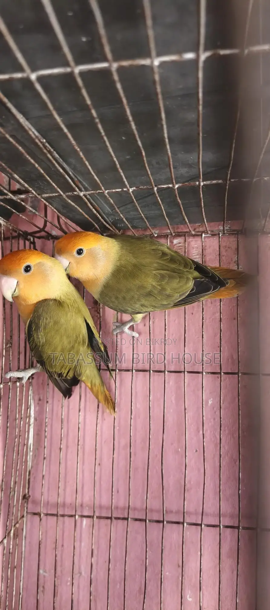 লাভ বার্ড