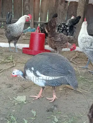তিত মুরগী বিক্রি হবে