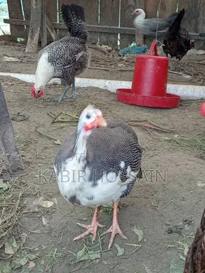 তিত মুরগী বিক্রি হবে