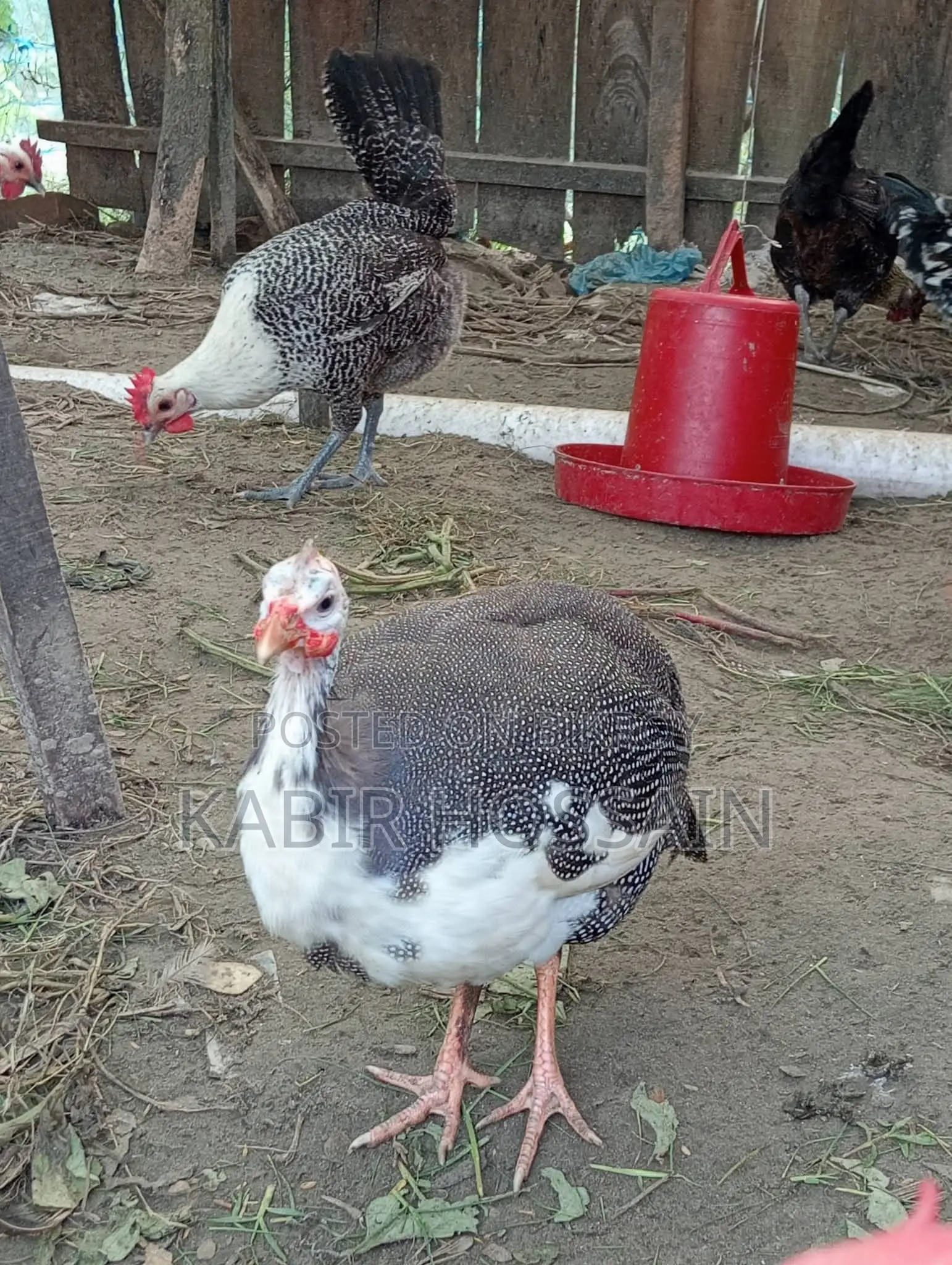 তিত মুরগী বিক্রি হবে