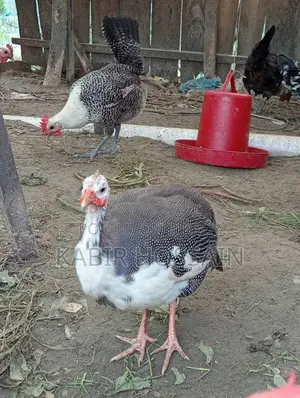 তিত মুরগী বিক্রি হবে