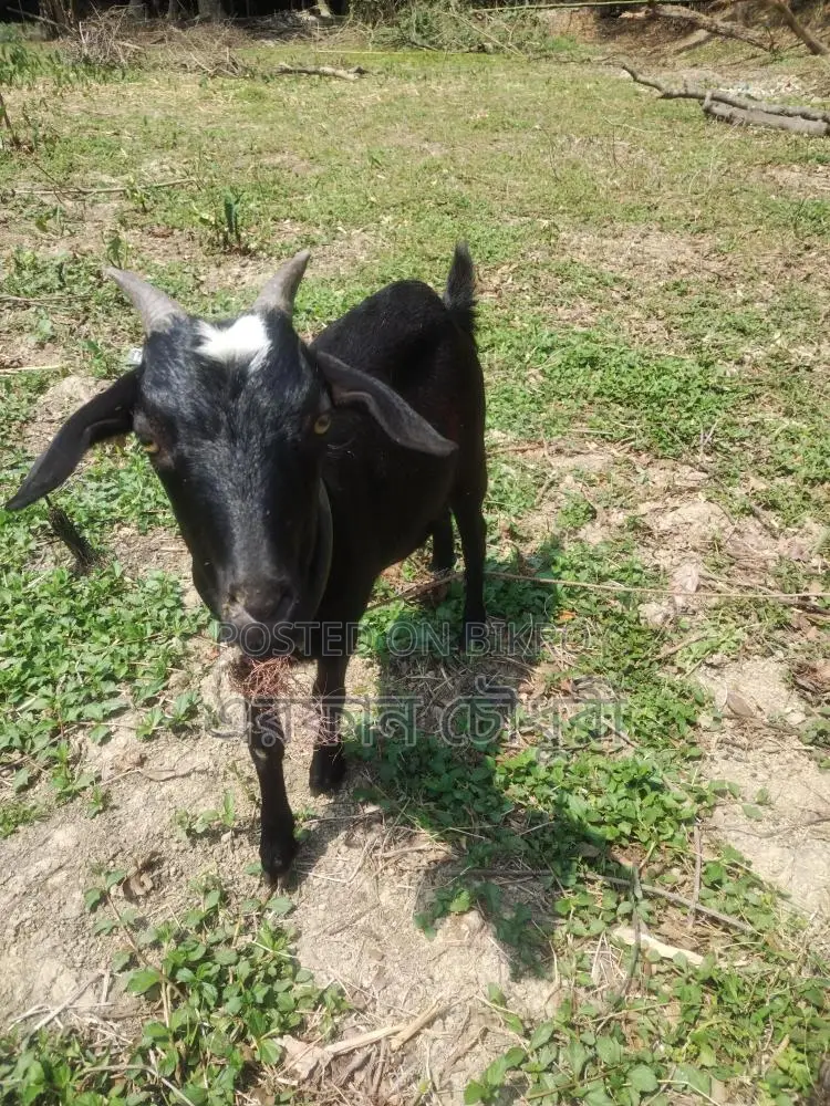 দেশি ছাগল বিক্রি করা হবে ৬ টি