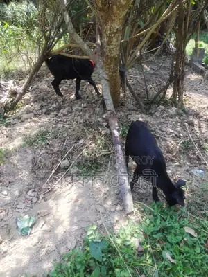 দেশি ছাগল বিক্রি করা হবে ৬ টি