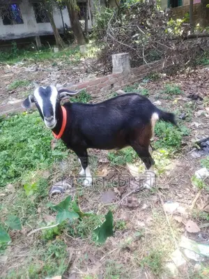 দেশি ছাগল বিক্রি করা হবে ৬ টি