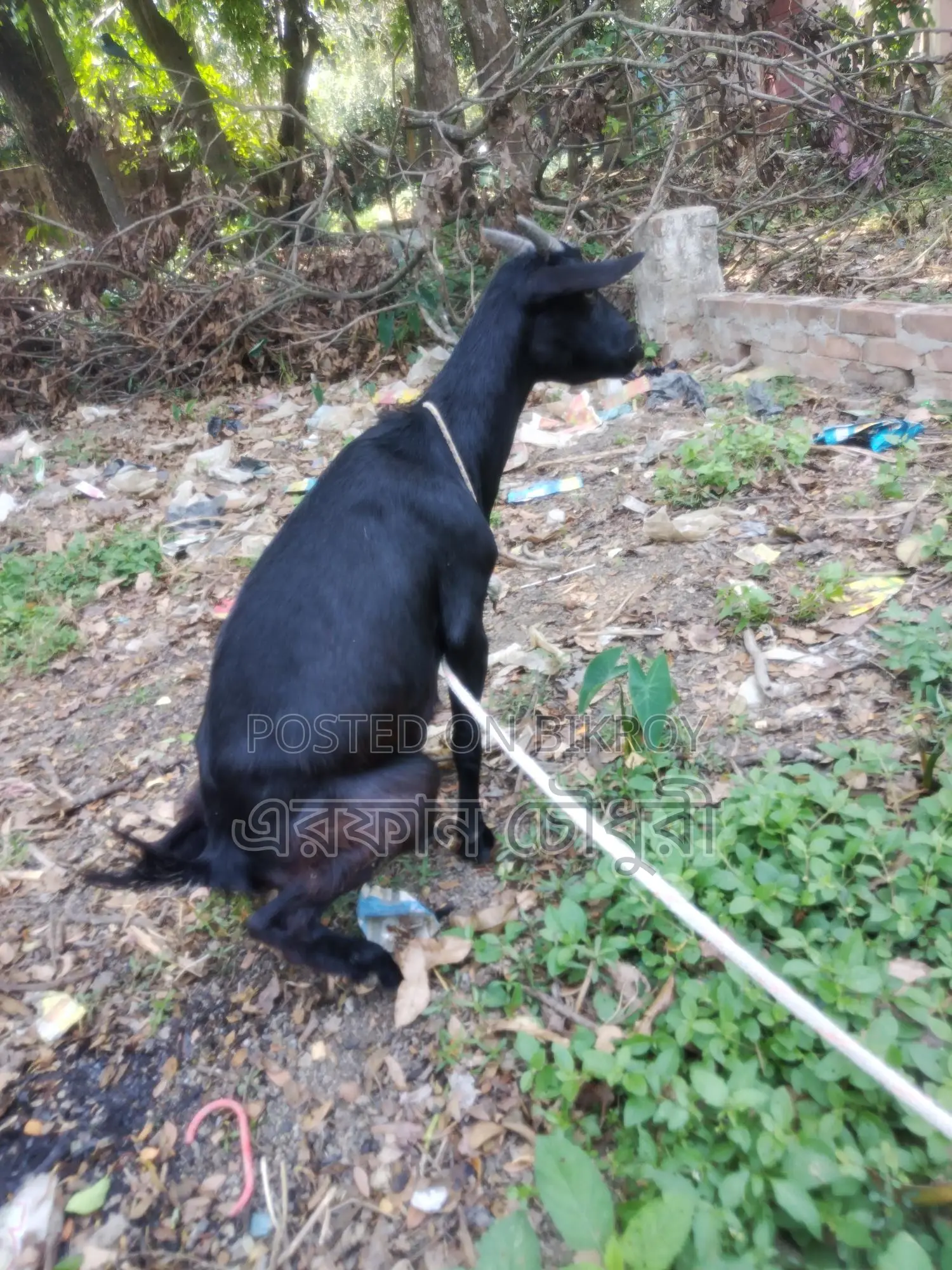 দেশি ছাগল বিক্রি করা হবে ৬ টি