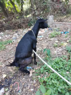 দেশি ছাগল বিক্রি করা হবে ৬ টি