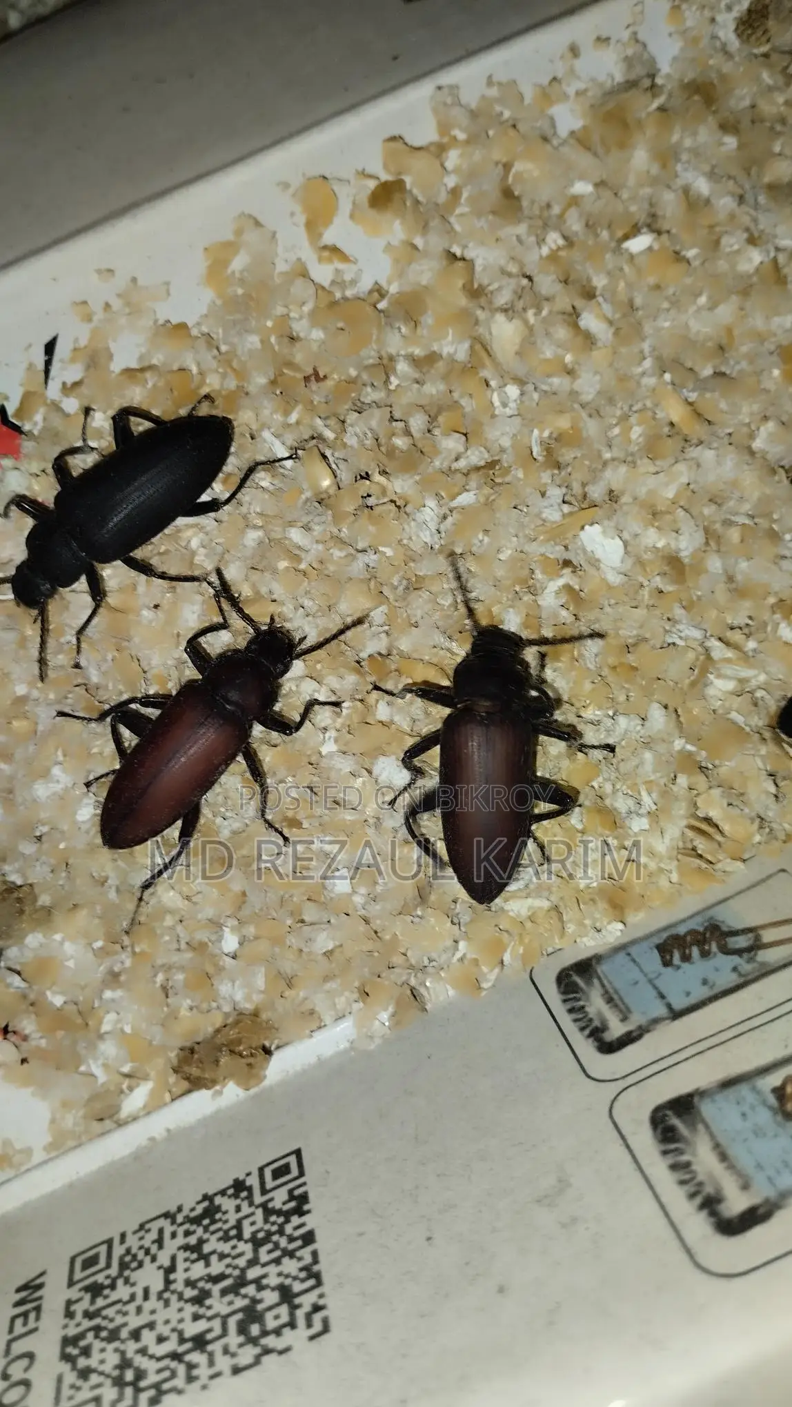Beetle Mother (Superworms) 100 pieces