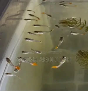 Rtp Dumbo Ear Guppy Fish Baby