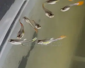 Rtp Dumbo Ear Guppy Fish Baby