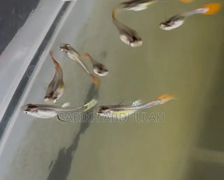 Rtp Dumbo Ear Guppy Fish Baby