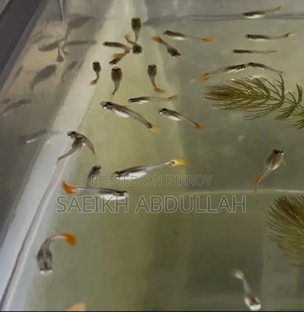 Rtp Dumbo Ear Guppy Fish Baby