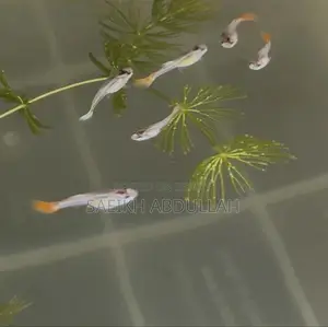 Rtp Dumbo Ear Guppy Fish Baby