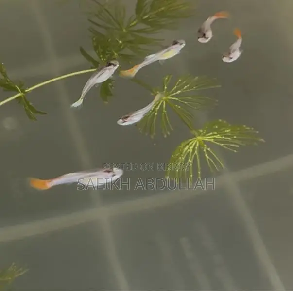 Rtp Dumbo Ear Guppy Fish Baby