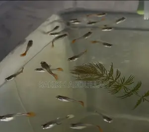Rtp Dumbo Ear Guppy Fish Baby
